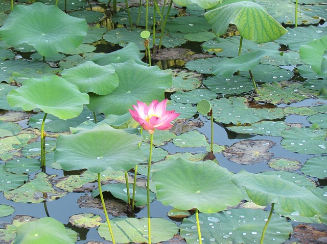 Mit Stress umgehen wie der Lotus mit Wasser