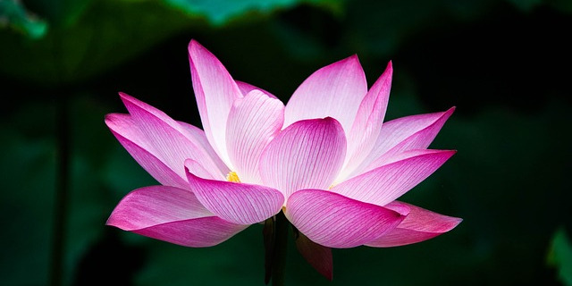 Entspannung: Biofeedback - geöffnete Lotusblüte